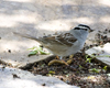 White-crowned Sparrow